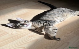 Mixed Breed cats for sale: 🐾 Three Beautiful Cats Looking for Loving Homes  - Image 12