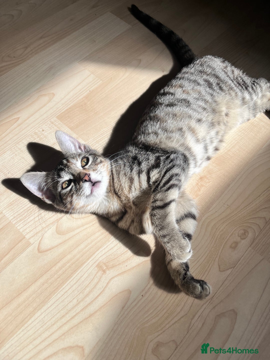 Mixed Breed cats for sale: 🐾 Three Beautiful Cats Looking for Loving Homes  - Image 12