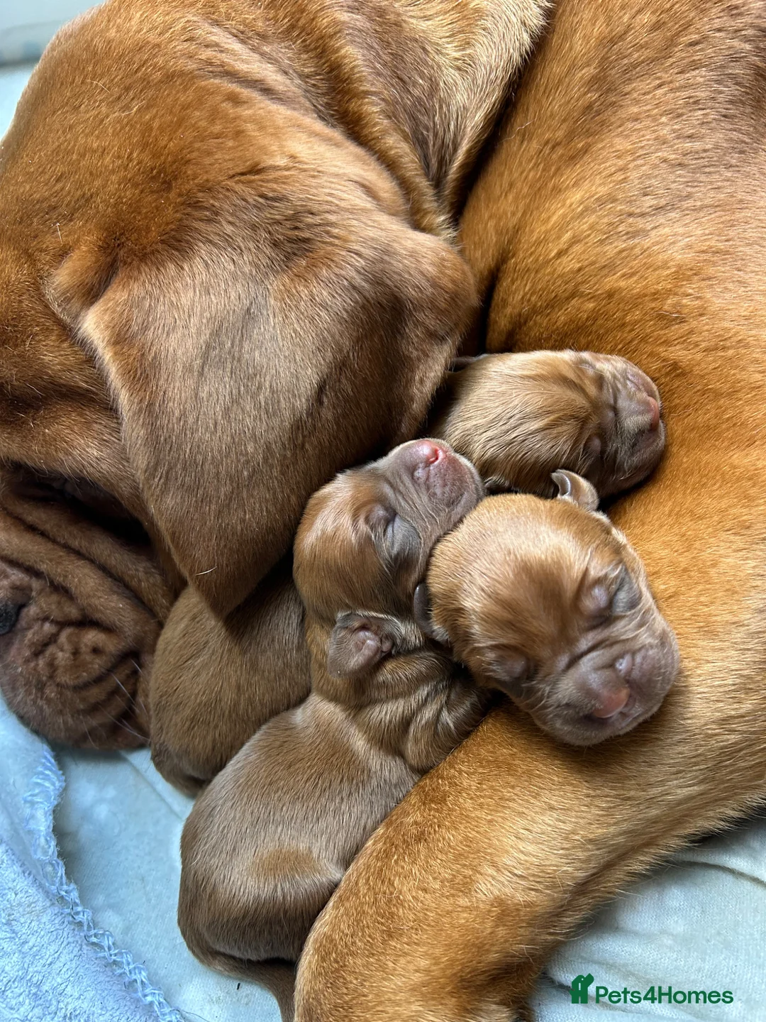 Dogue De Bordeaux dogs for sale: Gorgeous litter of Bordeux pups in Kirkcaldy - Advert 3