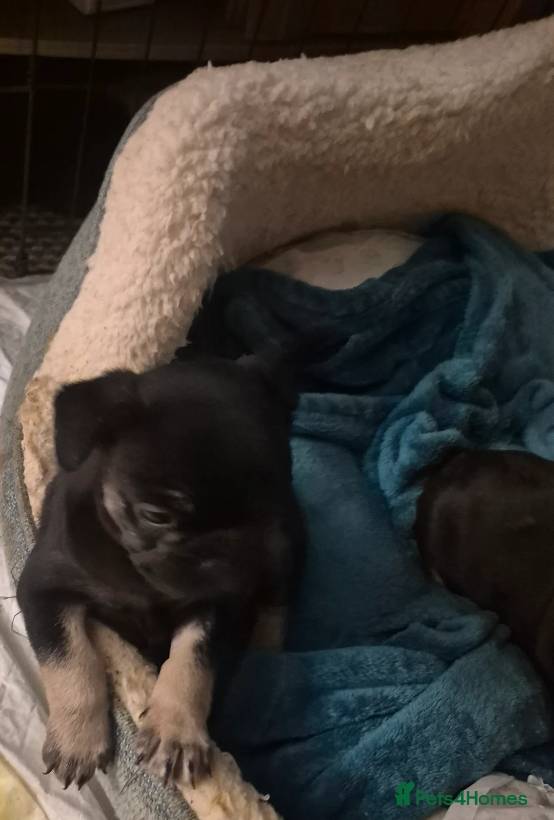 French Bulldog dogs for sale: French Bulldog Puppy For Sale  - Advert 2