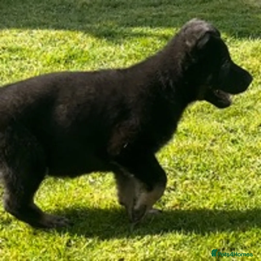German Shepherd dogs for stud: German Shepherd Kc reg hip scored solid black in Darlington - Advert 5
