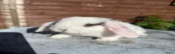 Mini Lop rabbits for sale: Mixed litter of adorable mini lops  - Advert 8