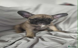 French Bulldog dogs for sale: French bulldog puppies - Image 7