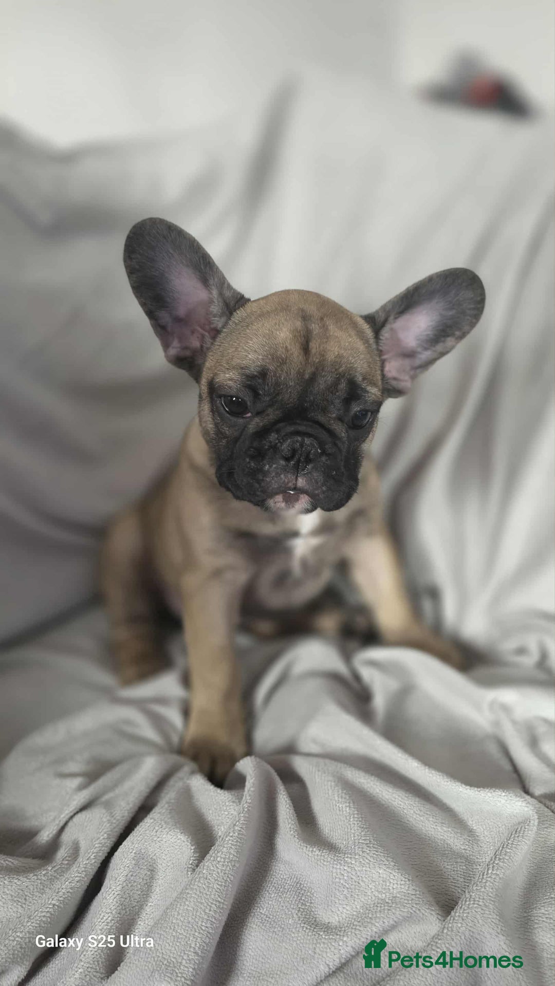 French Bulldog dogs for sale: French bulldog puppies - Image 7