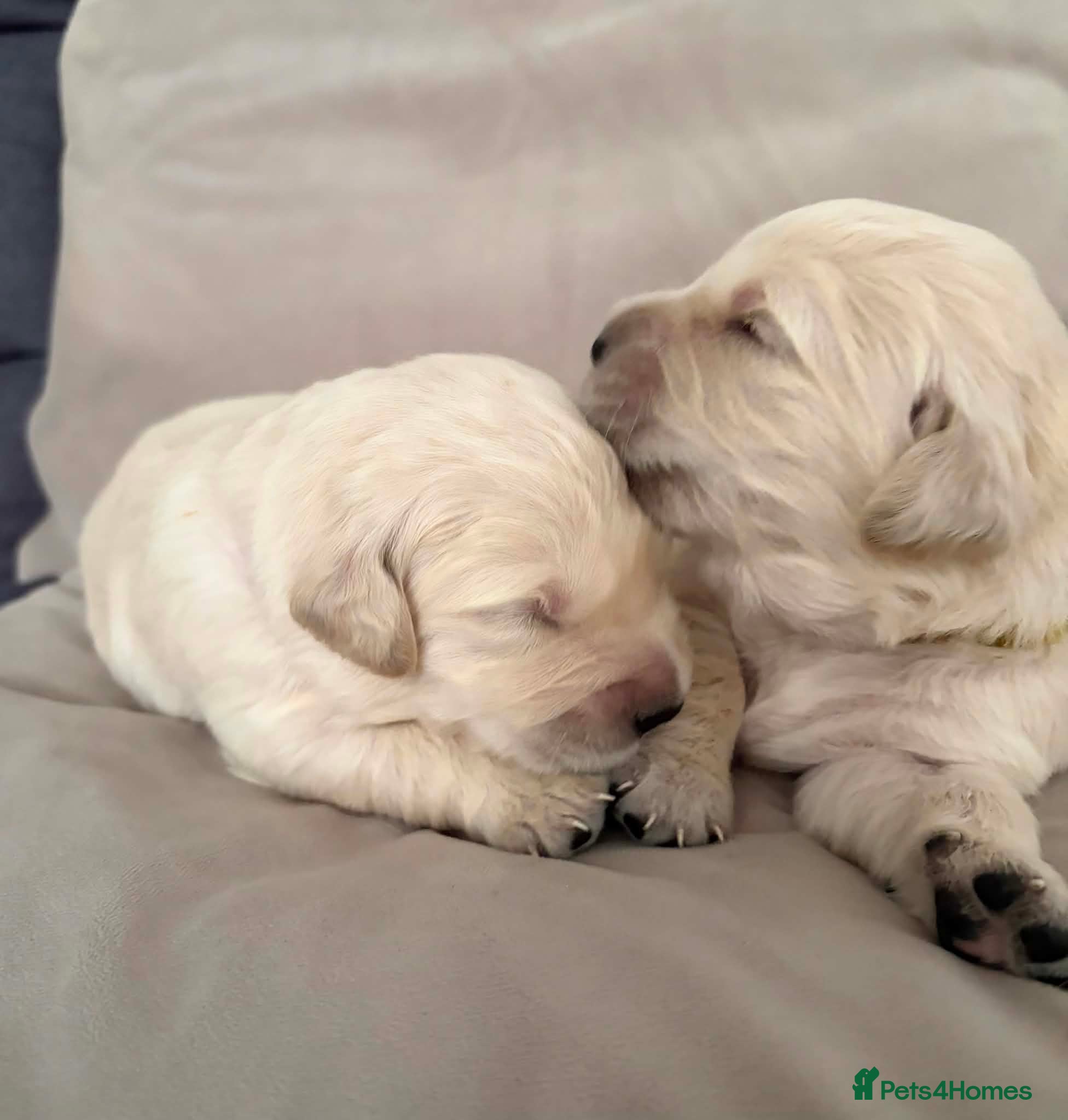 Golden Retriever dogs BEAUTIFUL KC REG SHOW GOLDEN RETRIEVER PUPPIES - Advert 10