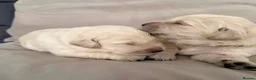 Golden Retriever dogs for sale: BEAUTIFUL KC REG SHOW GOLDEN RETRIEVER PUPPIES - Advert 7