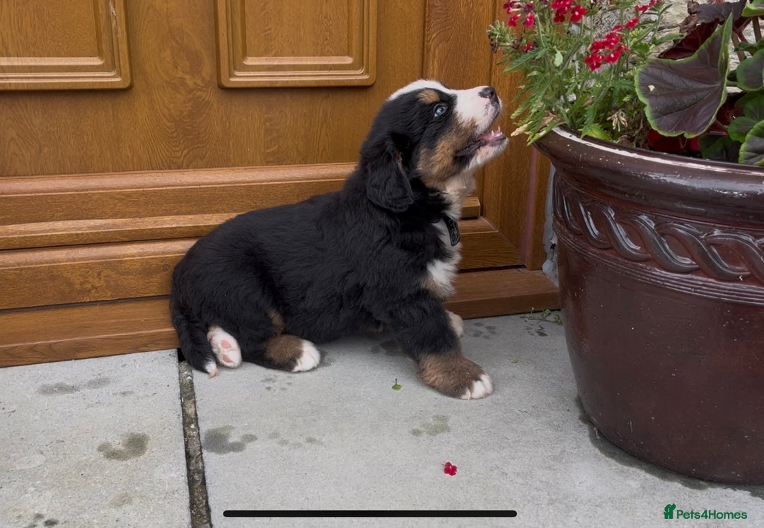 Bernese Mountain Dog dogs for sale: KC Reg Bernese Mountain Dog Puppies - Image 10