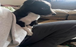 Border Collie dogs for sale: Beautiful MALE Border Collie Puppy - Advert 14
