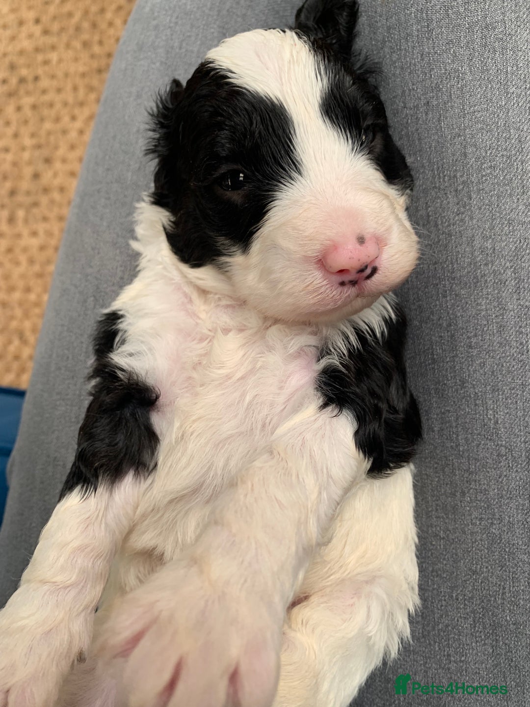 Sheepadoodle dogs for sale: Medium Sheepadoodle Puppies Available  - Image 19