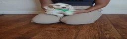 Cockapoo dogs for sale: Cockapoo puppies  - Advert 13