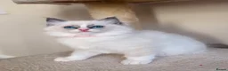 Ragdoll cats for sale: Fluffy Ragdoll Kittens🐾 in Peterborough - Advert 19