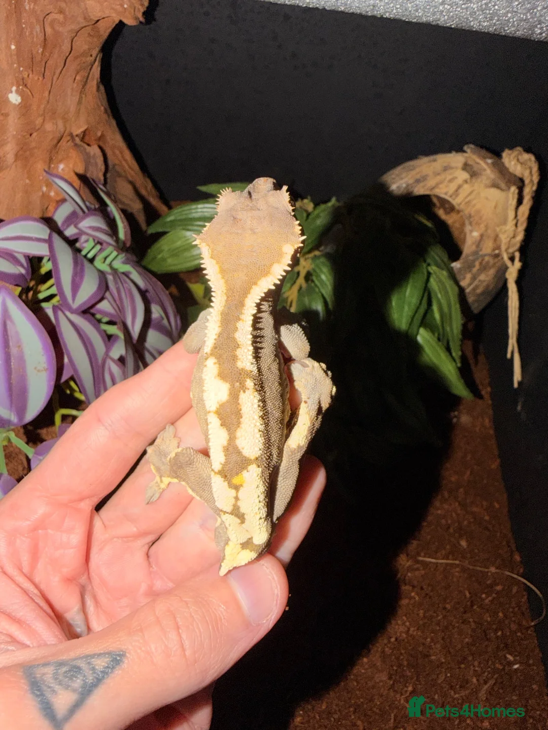 Gecko reptiles for sale: Crested gecko breeding collection  - Advert 1