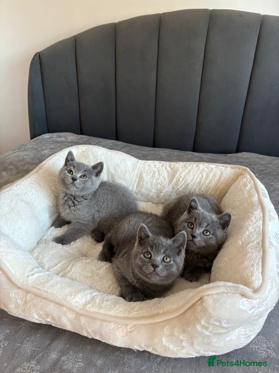 British Shorthair cats for sale: British shorthair kittens - Image 16