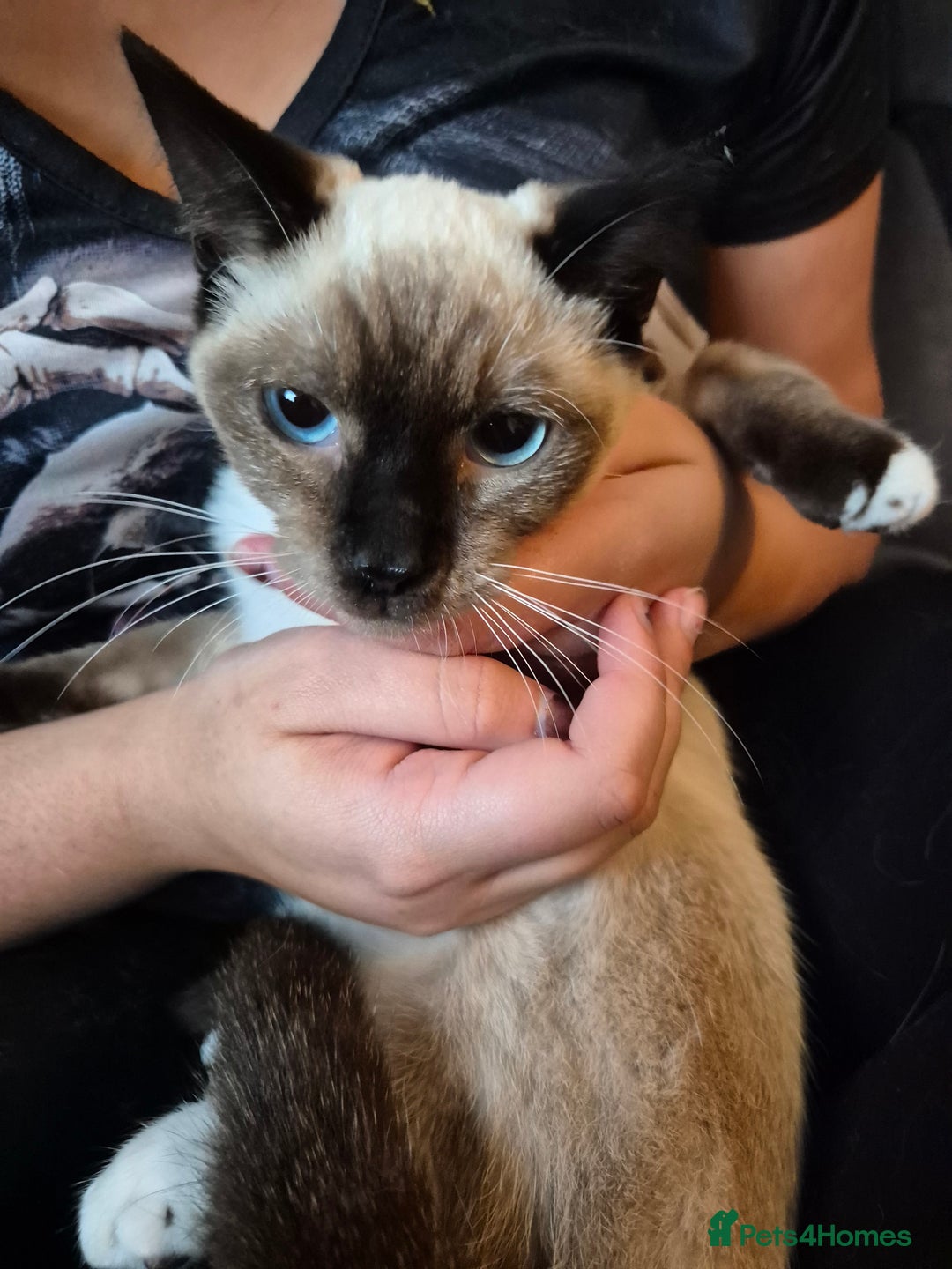 Snowshoe cats for sale: Pedigree Snowshoe kittens ready 8th november  - Image 8
