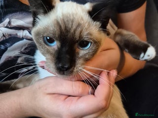 Snowshoe cats - Advert 1