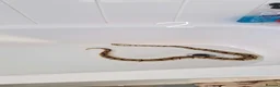 Python Snake reptiles for sale: Two Ball Pythons Available for Rehoming in Cranleigh - Advert 3