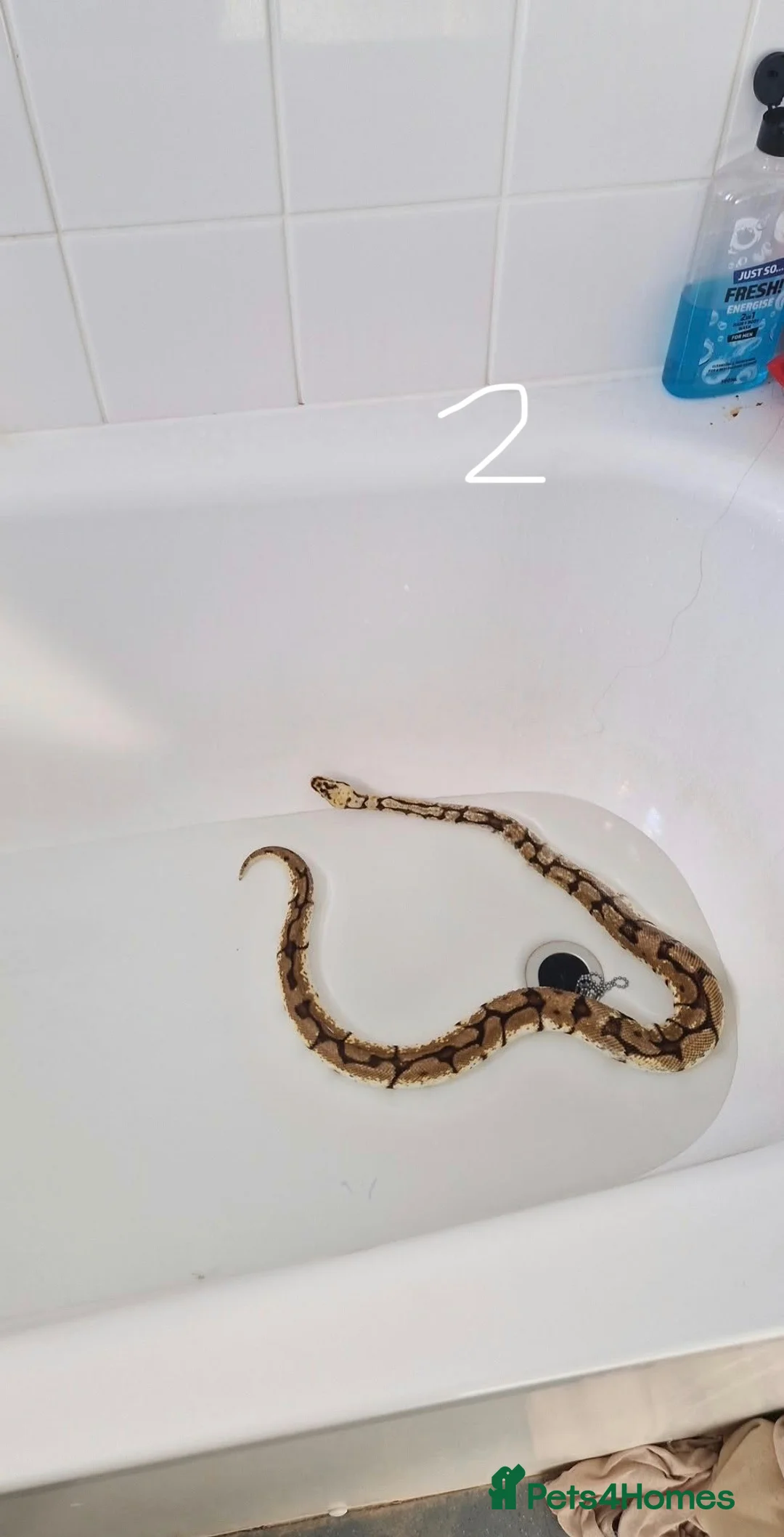 Python Snake reptiles for sale: Two Ball Pythons Available for Rehoming in Cranleigh - Advert 3