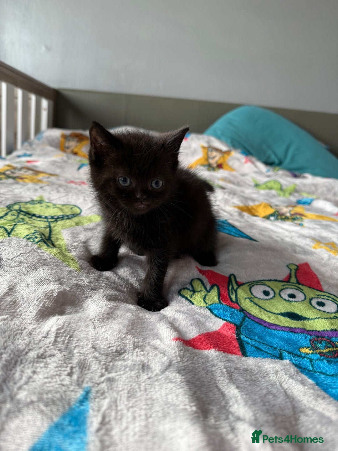 Ragdoll cats for sale: Ragdoll x British shorthair  - Advert 1