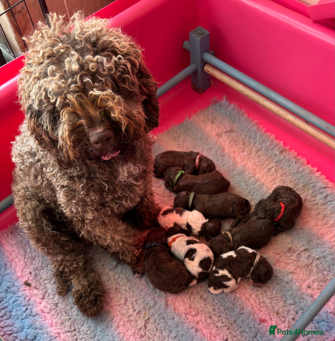 Lagotto Romagnolo dogs for sale: Pedigree Lagotto Male Puppy 5⭐️ Licensed Breeder - Advert 4