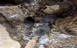 Mouse rodents for sale: Pieds and browns African pygmy dormice!!   - Image 7