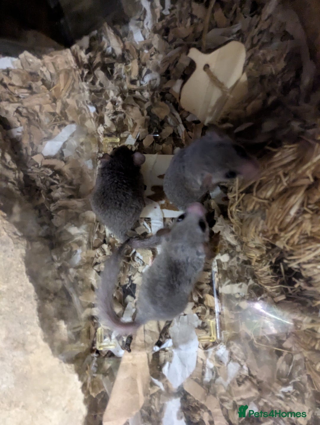 Mouse rodents for sale: Pieds and browns African pygmy dormice!!   - Image 7
