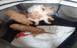 Cavapoo dogs for sale: Miniture F1 cavapoo pups  - Image 1