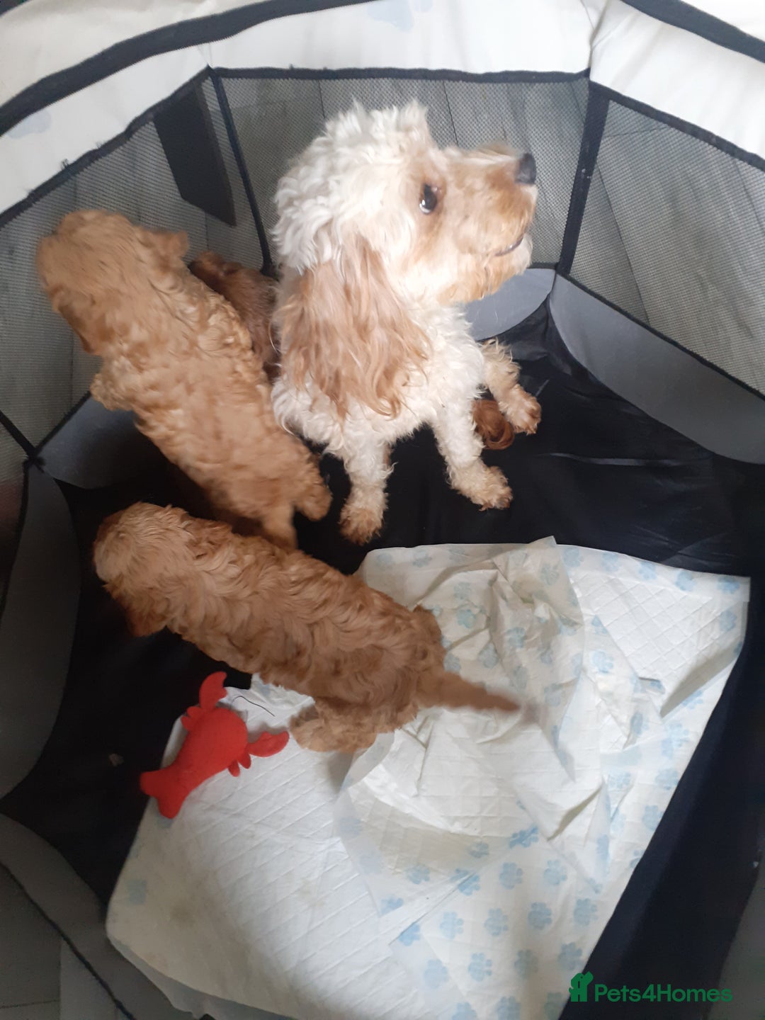 Cavapoo dogs for sale: Miniture F1 cavapoo pups  - Image 1