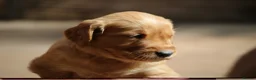 Golden Retriever dogs for sale: KC Registered Working Golden Retriever Puppies - Advert 27