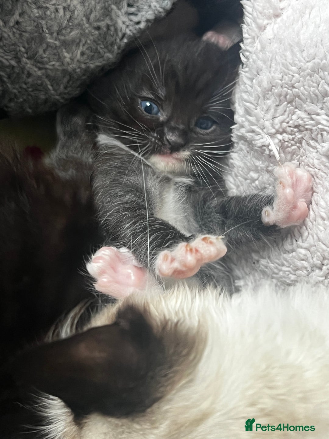 Mixed Breed cats for sale: Ragdoll mixed breed - Advert 13