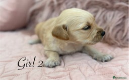 Golden Retriever dogs for sale: Beautiful GR Puppies – No Expense Spared! - Image 13