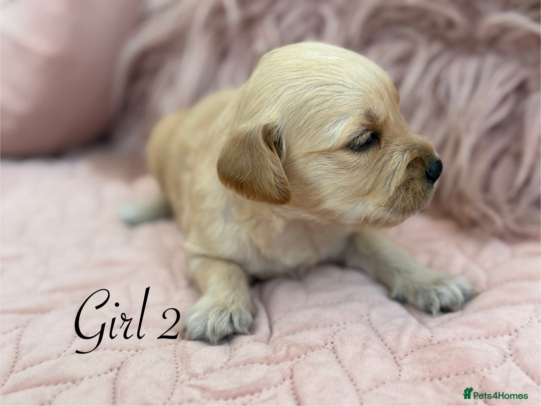 Golden Retriever dogs for sale: Beautiful GR Puppies – No Expense Spared! - Image 13