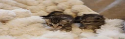 Mixed Breed cats for sale: Adorable mixed kittens for sale - Advert 3