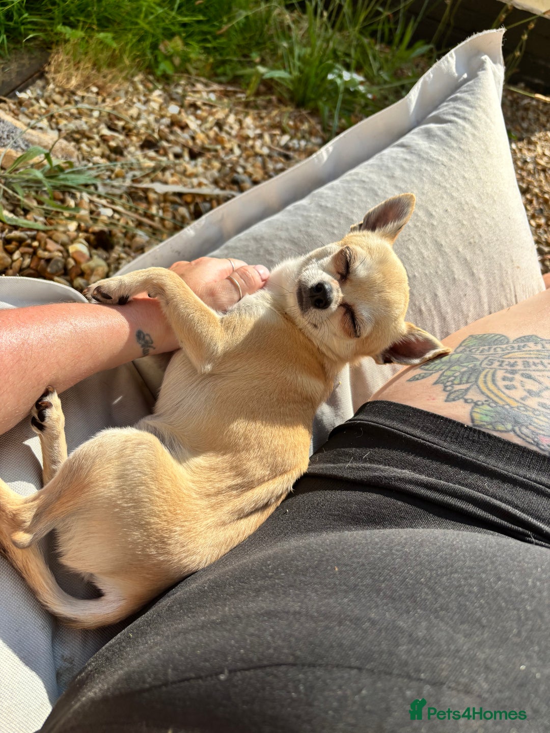 Chihuahua dogs for stud:  Boy for stud - Image 3