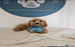 Cockapoo dogs for sale: Boy cockapoo  - Advert 2