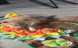 Japanese Shiba Inu dogs for sale: Beautiful Shiba - Image 10