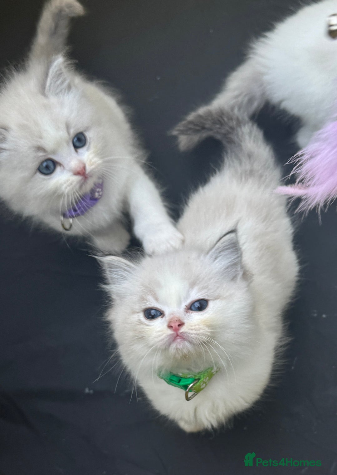 Ragdoll cats for sale: Pure Ragdoll kittens, ready 20th December - Advert 2