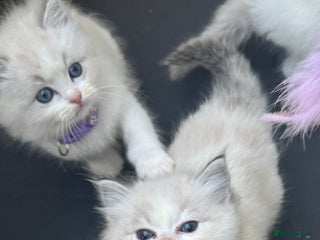 Ragdoll cats Pure Ragdoll kittens, ready 20th December - Advert 11