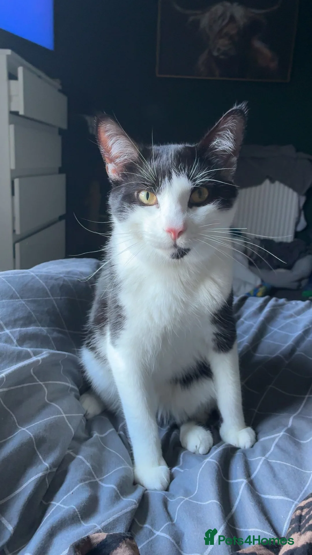 Mixed Breed cats for sale: Mainecoon cross kittens  - Advert 8