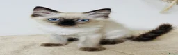 Ragdoll cats for sale: Beautiful ragdoll kittens  - Advert 8