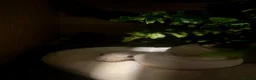 Python Snake reptiles for sale: Royal Python  - Advert 1