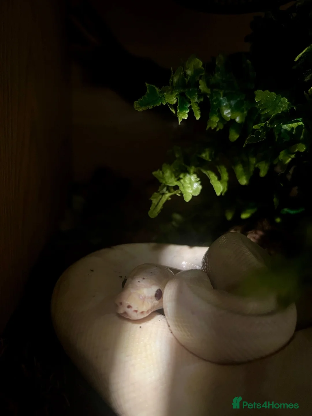 Python Snake reptiles for sale: Royal Python  - Advert 1