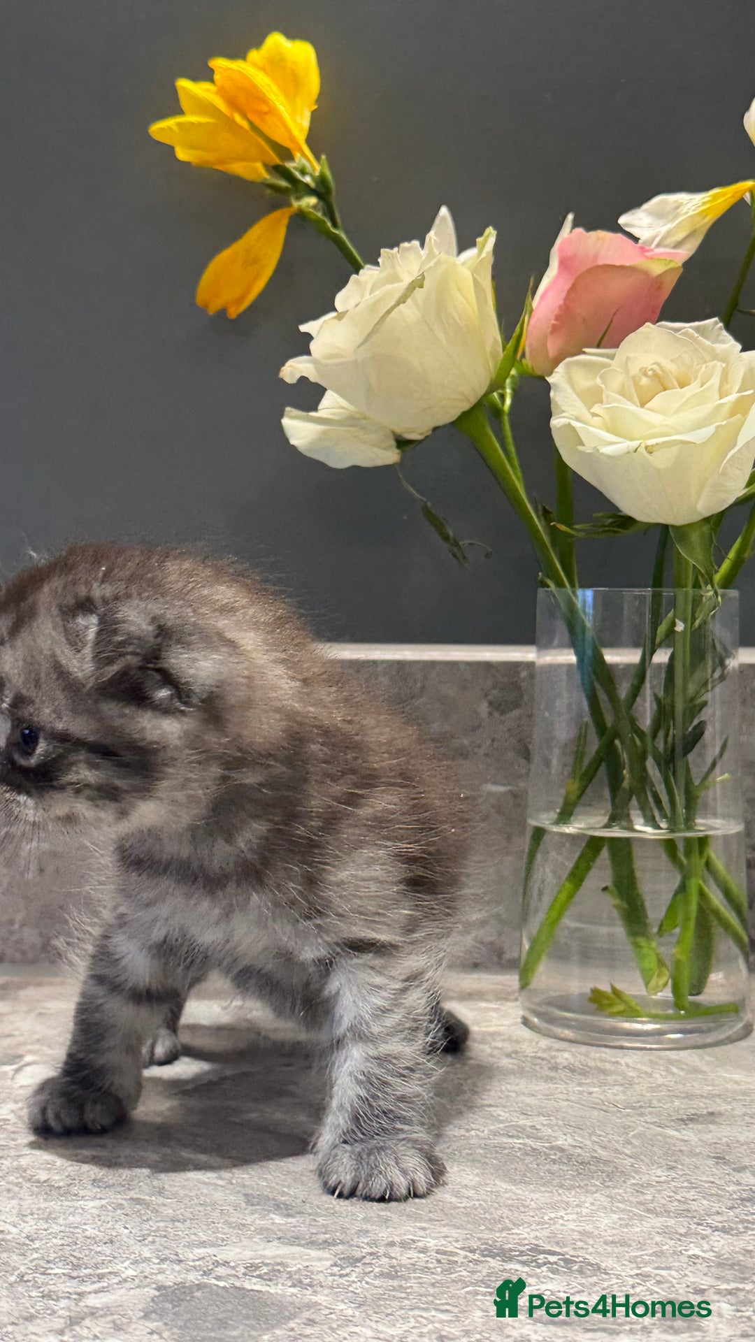 British Shorthair cats for sale: 🐾✨ READY for Their Forever Home ✨🐾 - Image 8