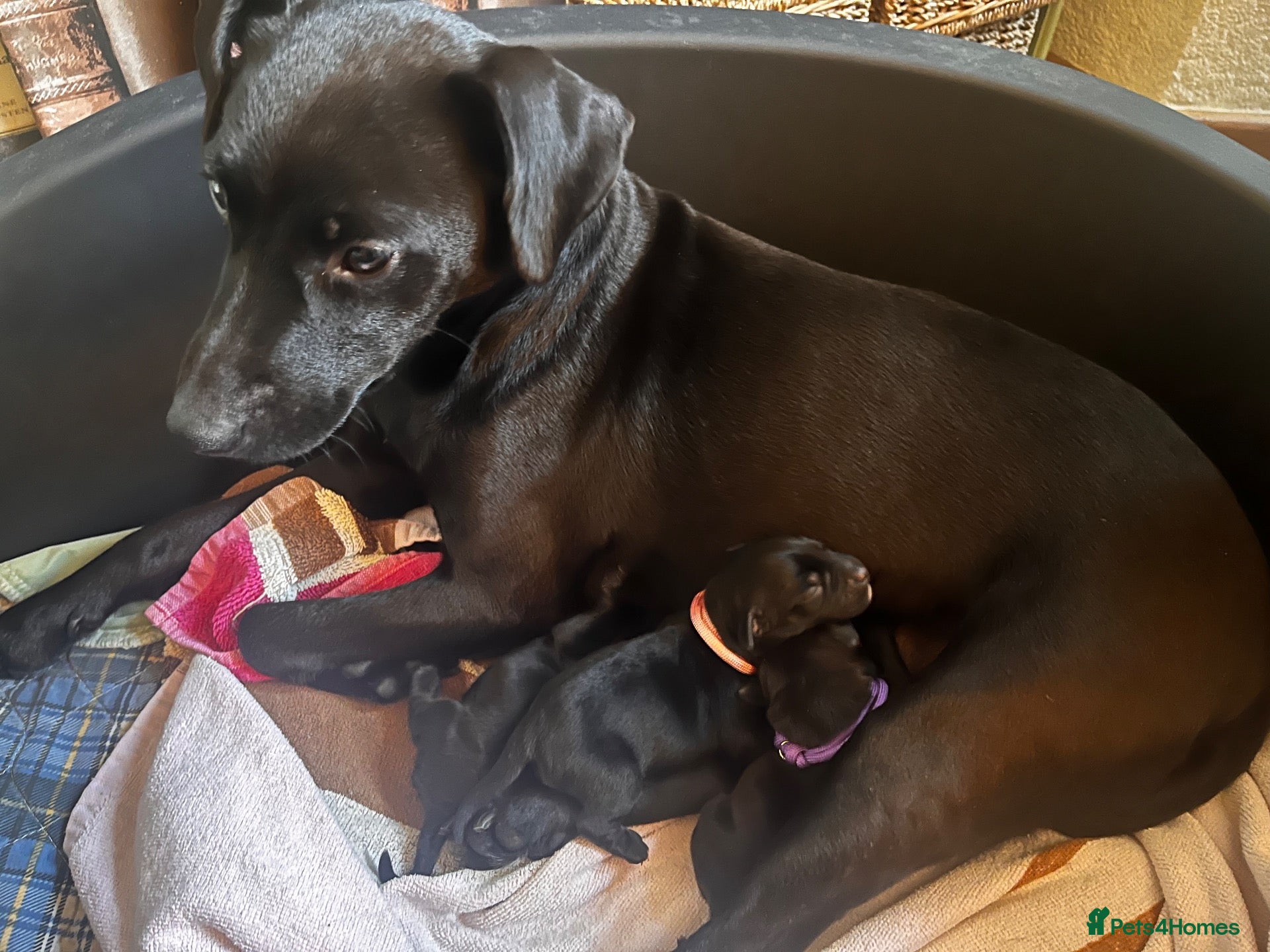 Mixed Breed dogs 3 female Patterpoos - Advert 3