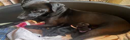 Mixed Breed dogs for sale: 3 female Patterpoos - Advert 1