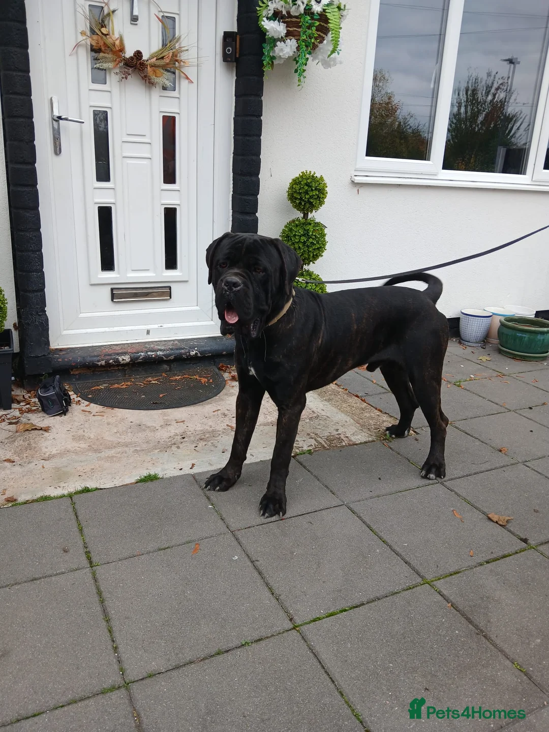 Cane Corso dogs for sale: ***REDUCED*** Cane Corso pups - Advert 9