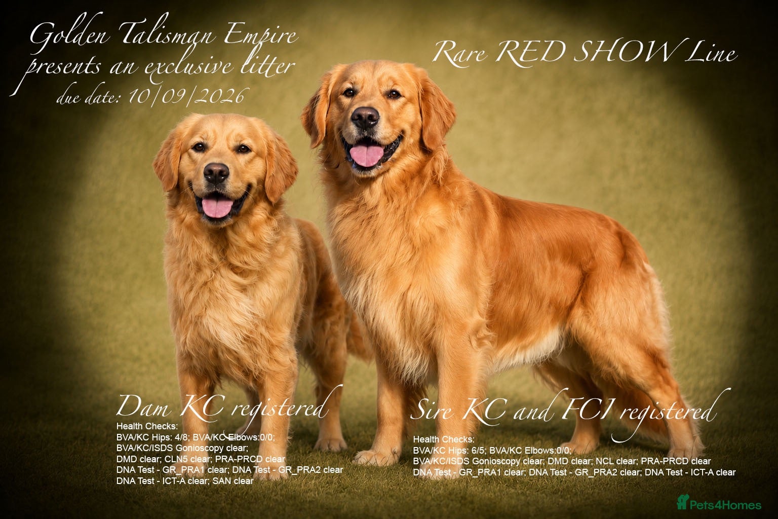Golden Retriever dogs 🏆35*GEN RARE DARK SHOW LINE HEATH CERTIFICATED  - Advert 1