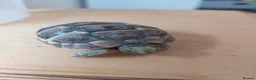 Tortoise reptiles for sale: Med spur thigh tortoises  - Advert 8