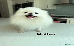 Pomeranian dogs for sale: Korean–Russian Exclusive Teddy Bear Pomeranian ✨🐻 - Advert 10