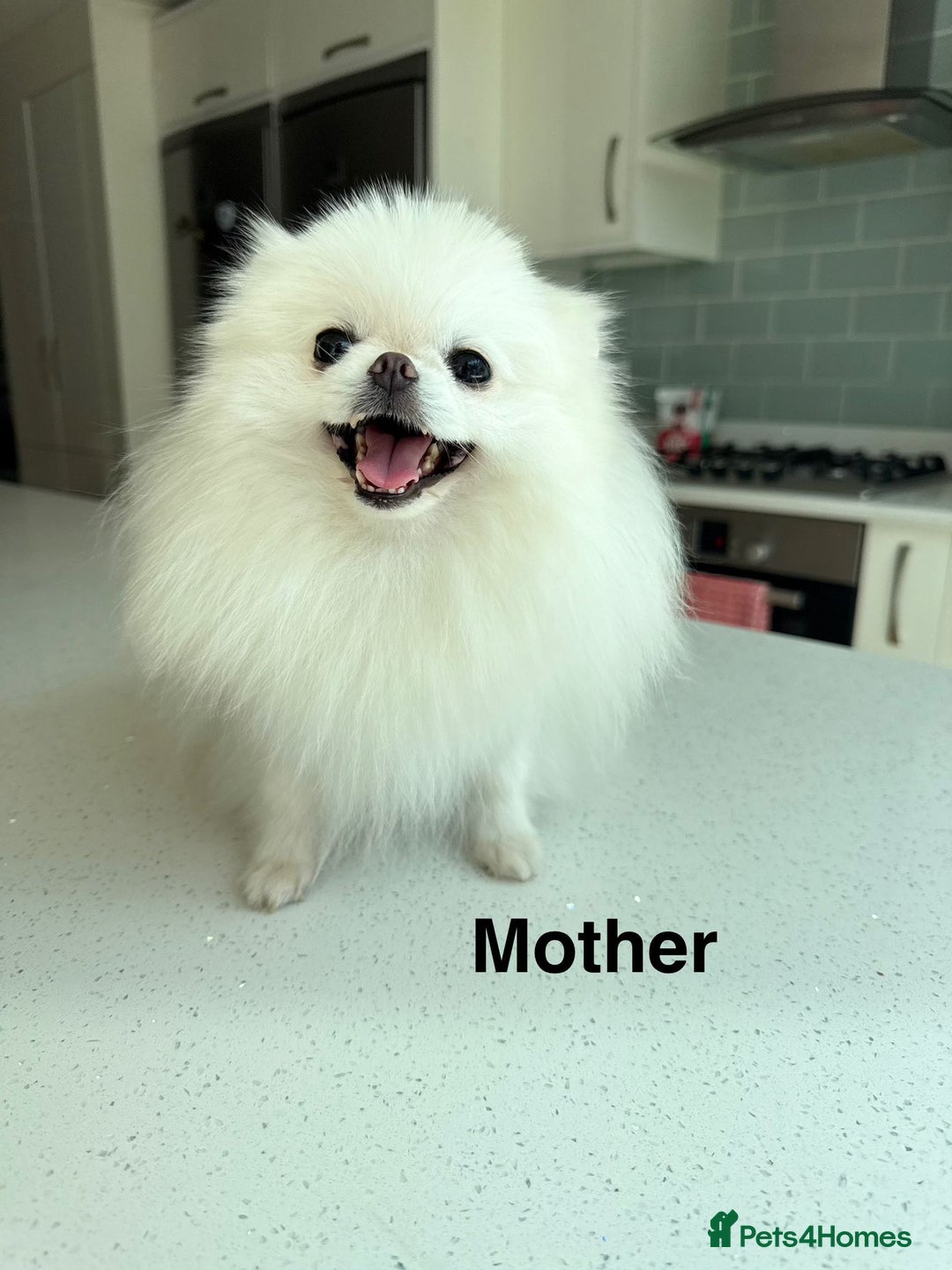 Pomeranian dogs for sale: Korean–Russian Exclusive Teddy Bear Pomeranian ✨🐻 - Advert 10