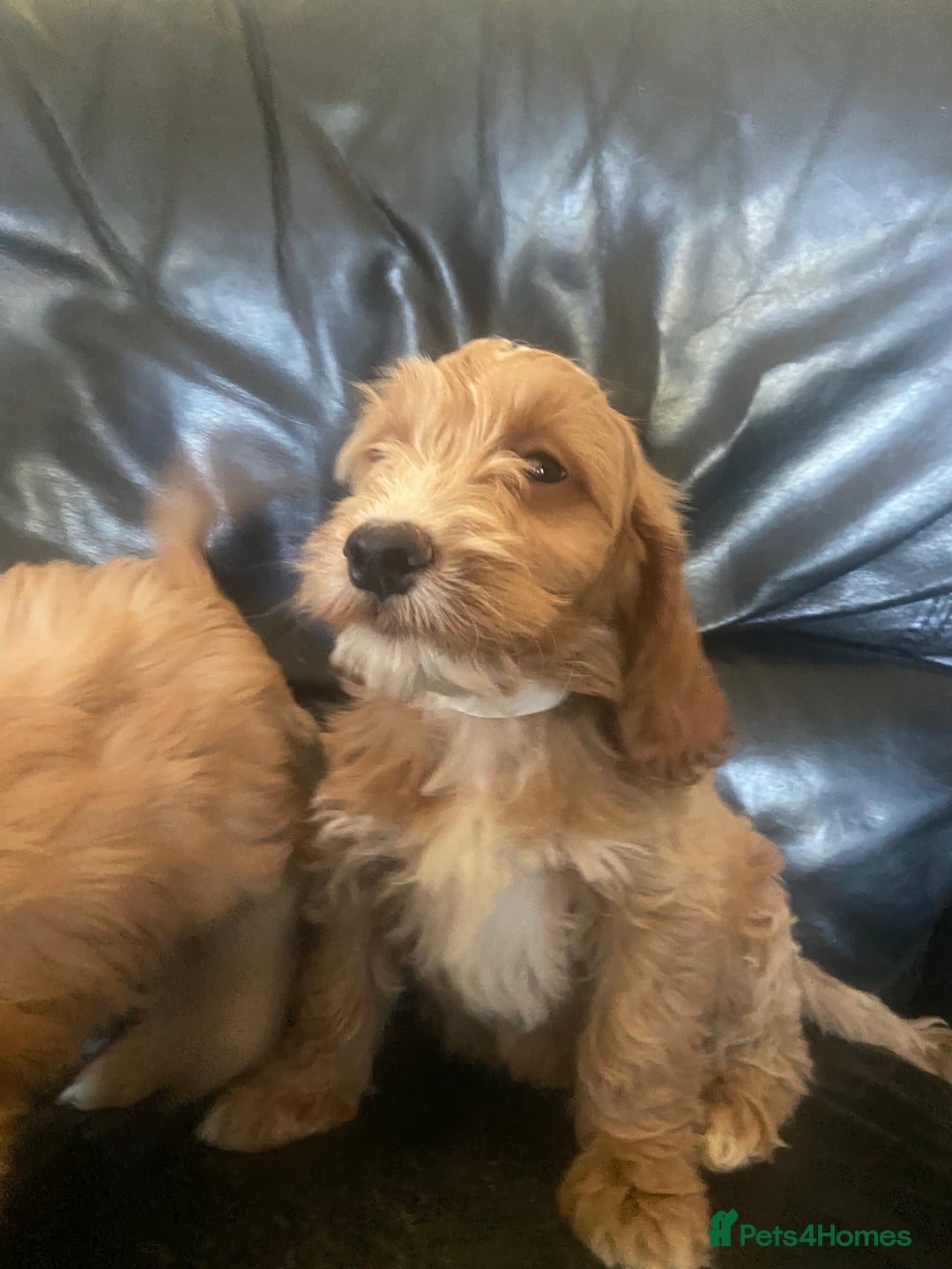 Cockapoo dogs for sale: F1 Apricot cockapoo’s boys and girls  - Image 3